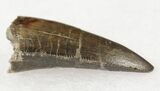 Allosaurus Premax Tooth - Skull Creek Quarry #19361-2
